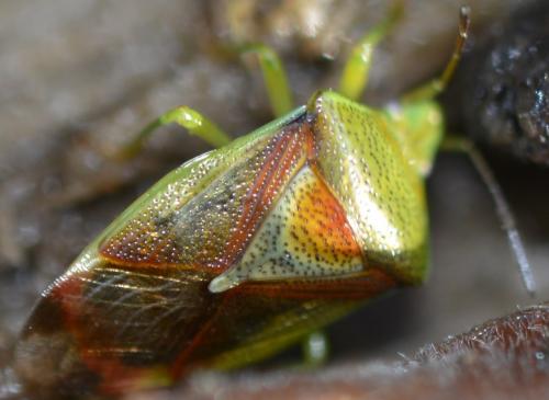 Elasmostethus sp.